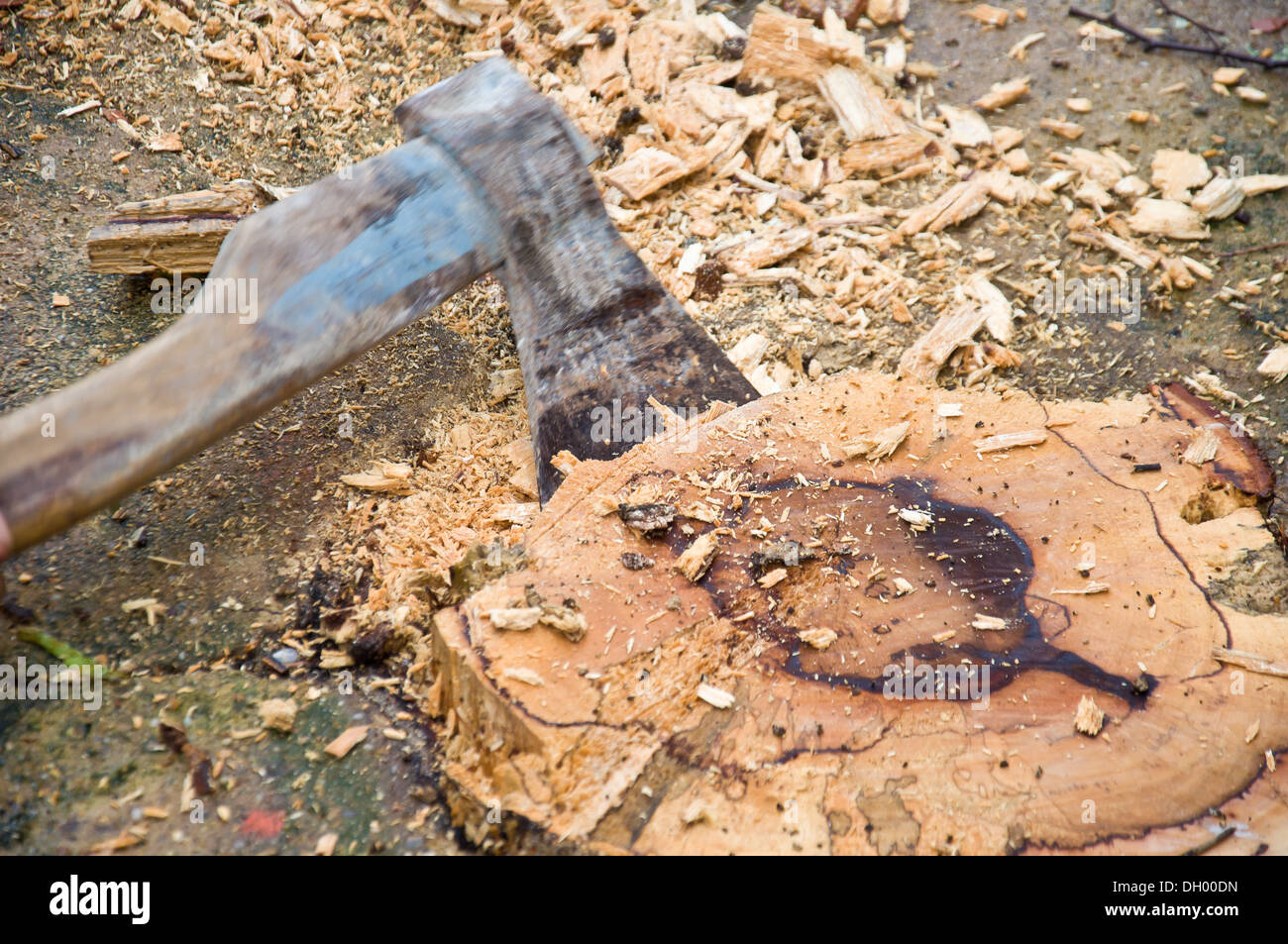 Schneiden Sie den Baum von Hand von axe Stockfoto Schneiden Sie den Baum von Hand von axe Stockfoto
