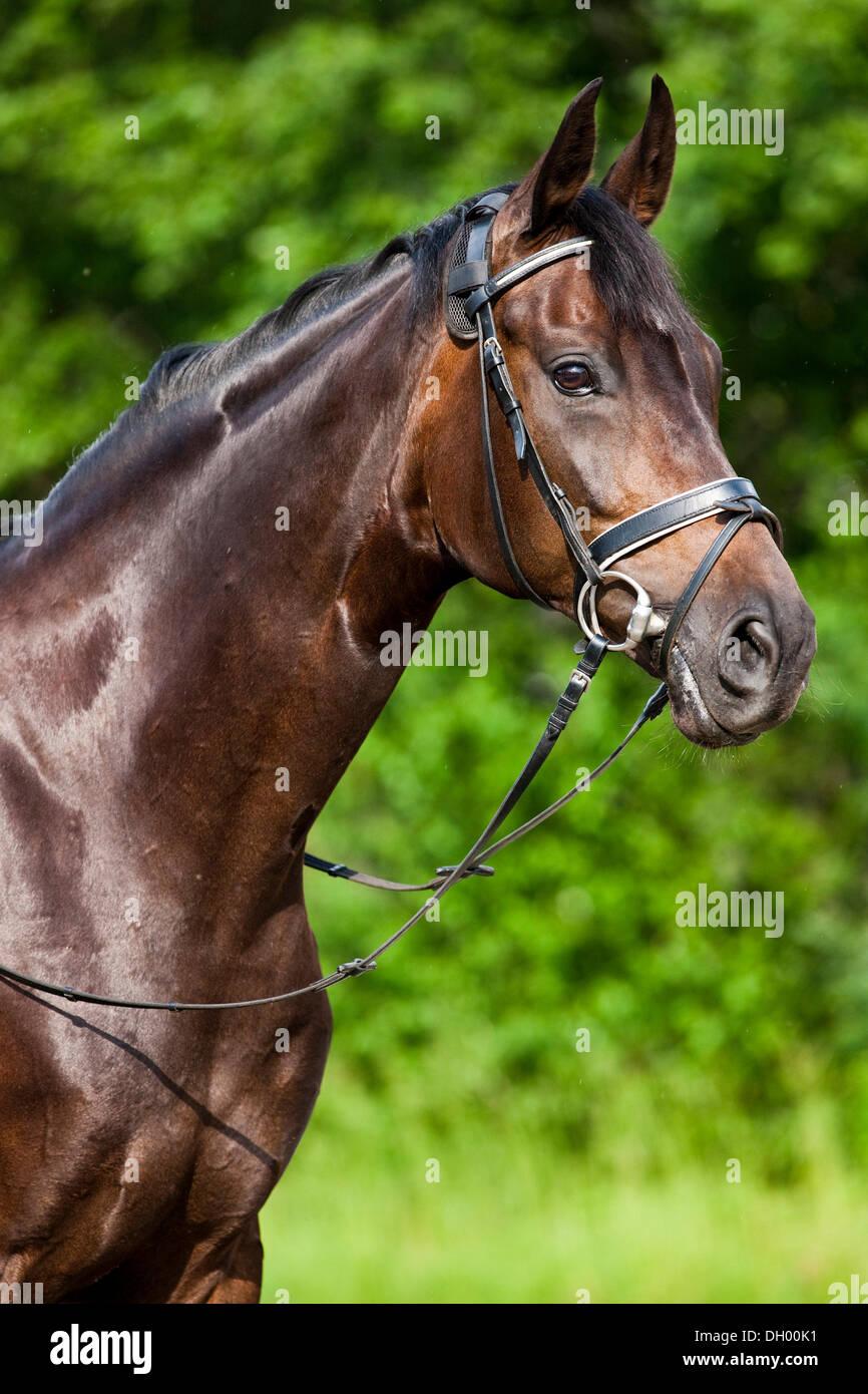 Hannoveraner Pferd, Bucht, Porträt, tragen ein Zaumzeug und Trense, Nord-Tirol, Österreich, Europa Stockfoto