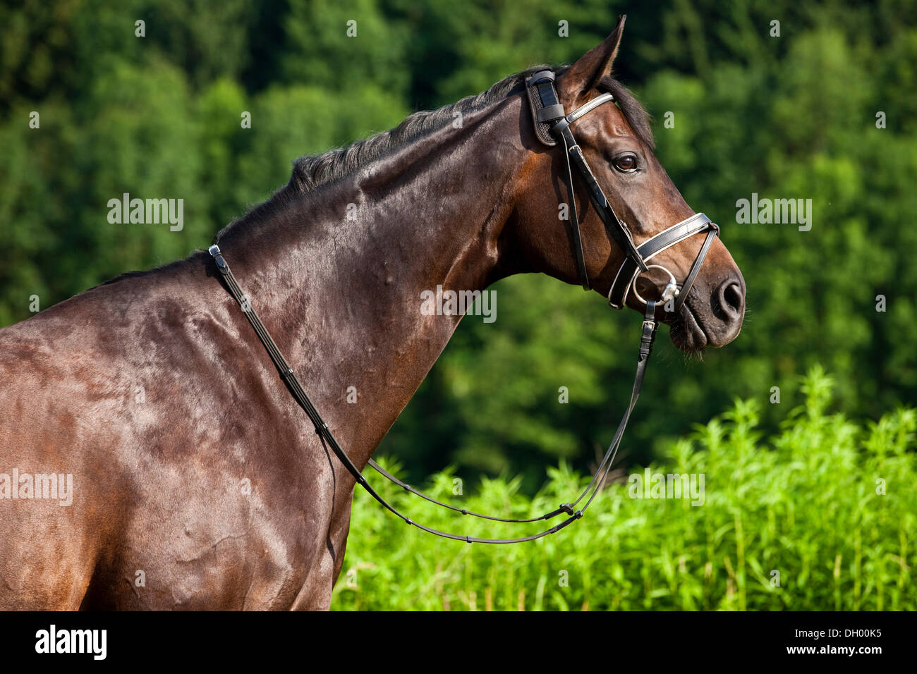 Hannoveraner Pferd, Bucht, Porträt, tragen ein Zaumzeug und Trense, Nord-Tirol, Österreich, Europa Stockfoto