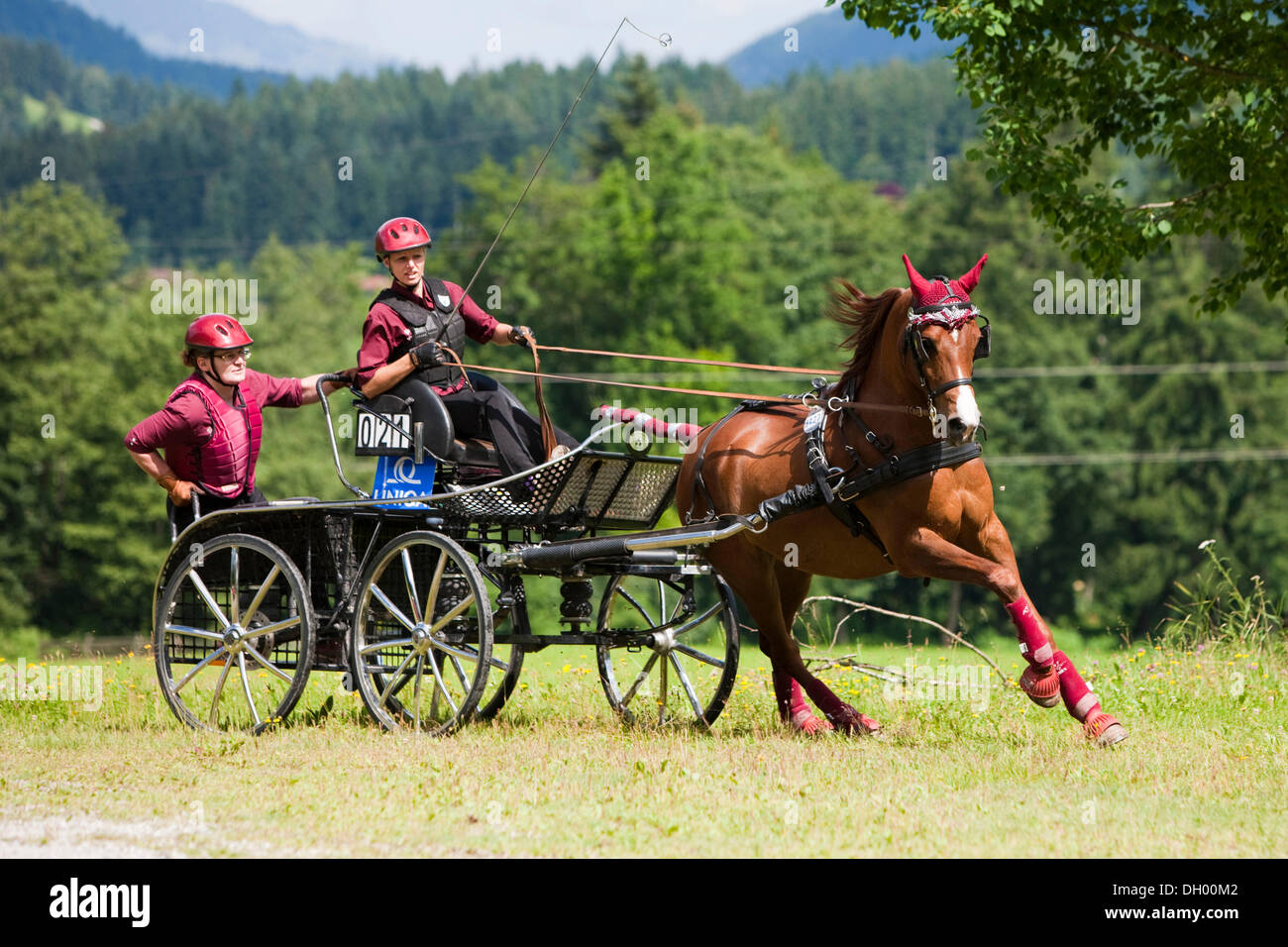 Arabisches Pferd, Fuchs, eine Pferdekutsche Marathonwagen im Galopp auf der Wiese, Nord-Tirol, Österreich, Europa Stockfoto