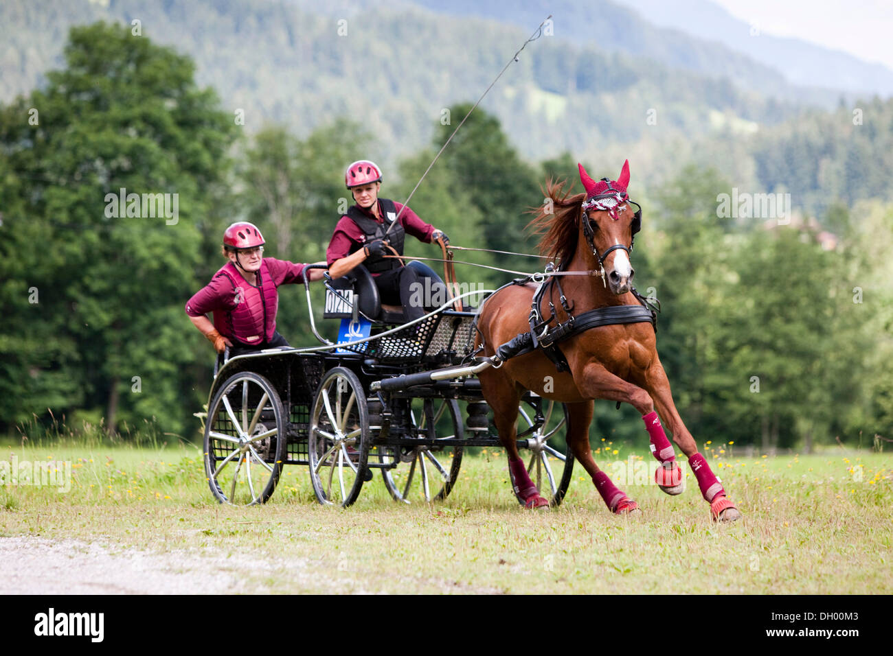 Arabisches Pferd, Fuchs, eine Pferdekutsche Marathonwagen im Galopp auf der Wiese, Nord-Tirol, Österreich, Europa Stockfoto
