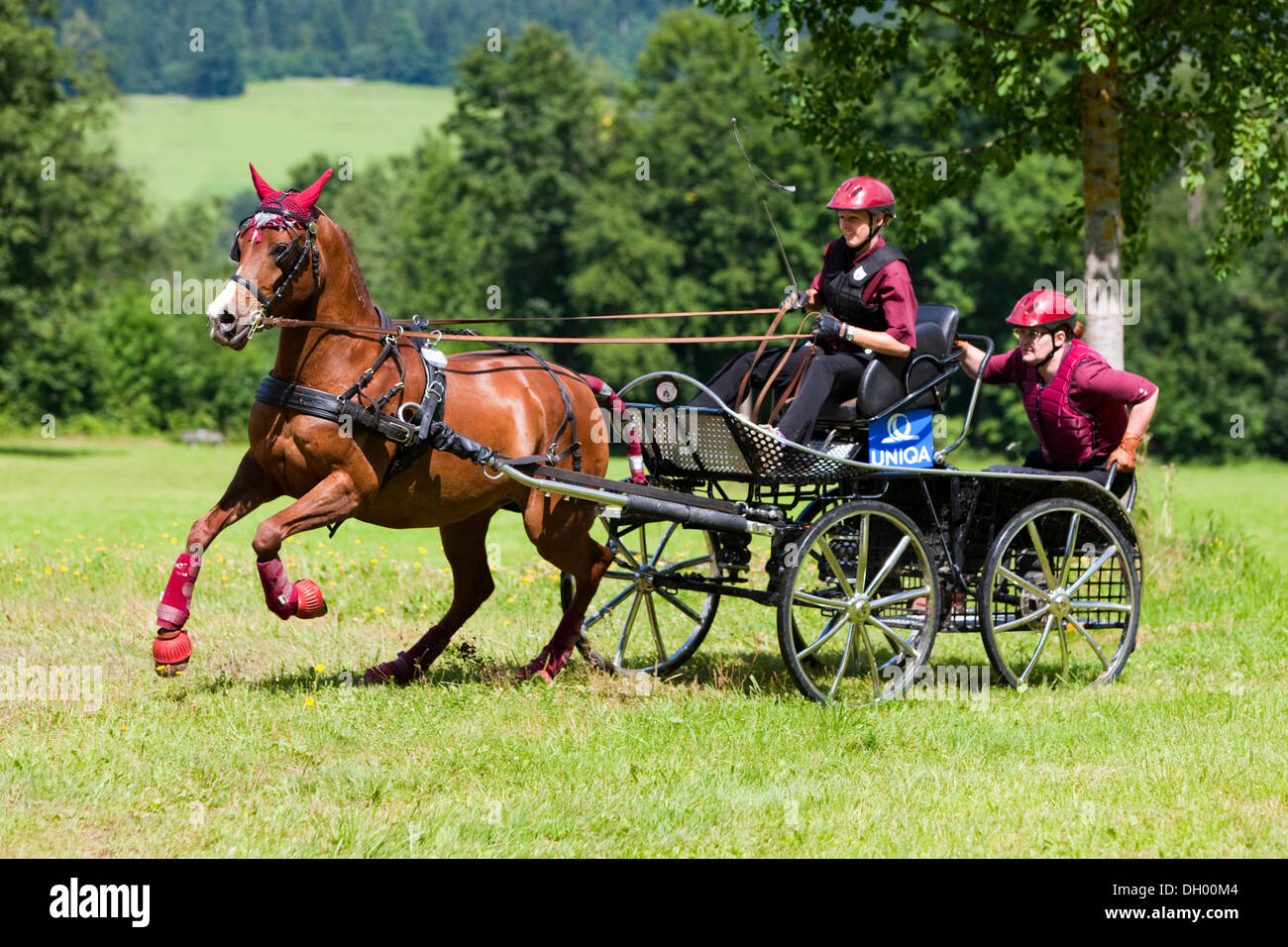 Arabisches Pferd, Fuchs, eine Pferdekutsche Marathonwagen im Galopp auf der Wiese, Nord-Tirol, Österreich, Europa Stockfoto