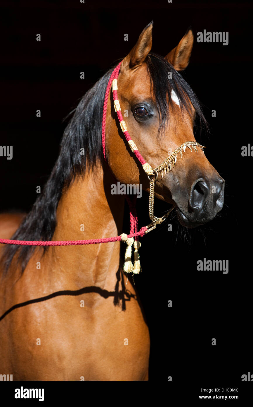 Arabisches Pferd, braun, Porträt, tragen eine Show Halfter, Nord-Tirol, Österreich, Europa Stockfoto