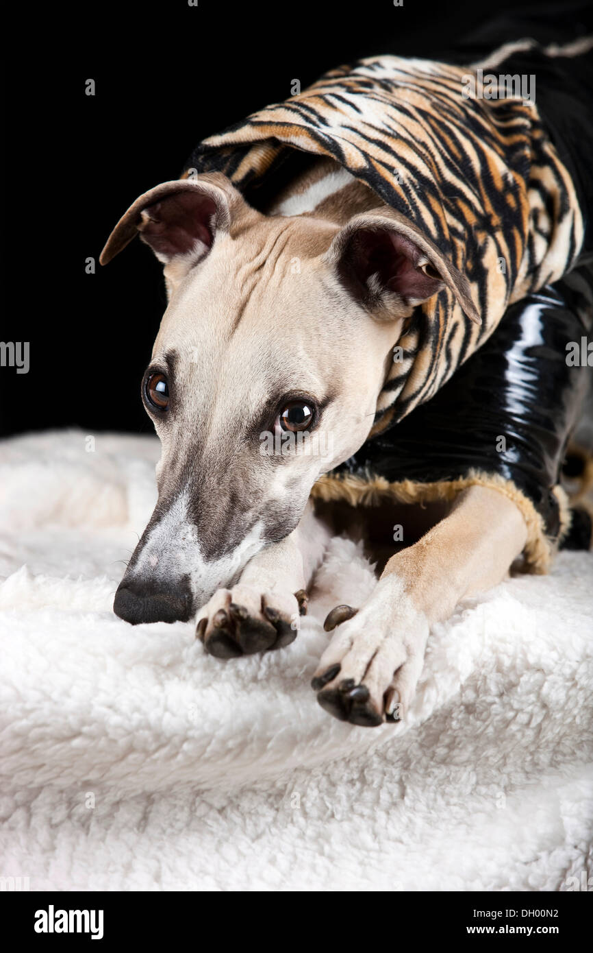 Whippet tragen ein Lackmantel mit einem Tigerfell Muster Stockfoto