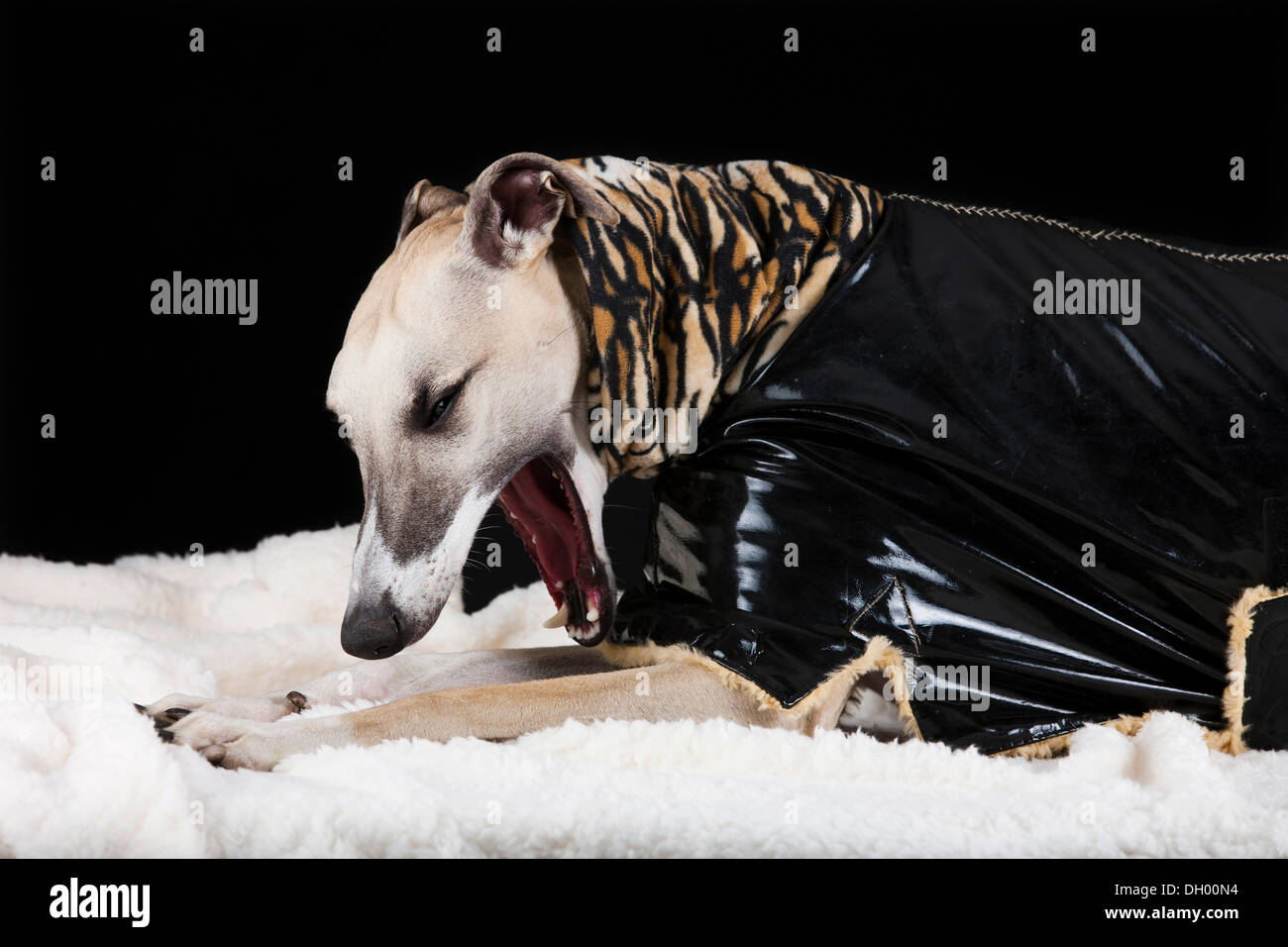 Whippet tragen ein Lackmantel mit einem Tigerfell Muster Stockfoto