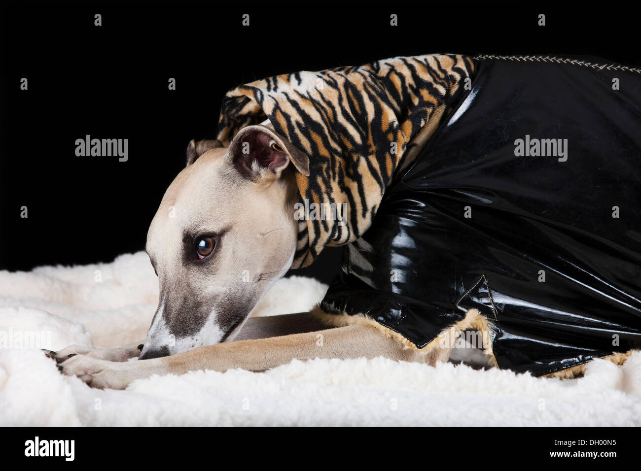 Whippet tragen ein Lackmantel mit einem Tigerfell Muster Stockfoto