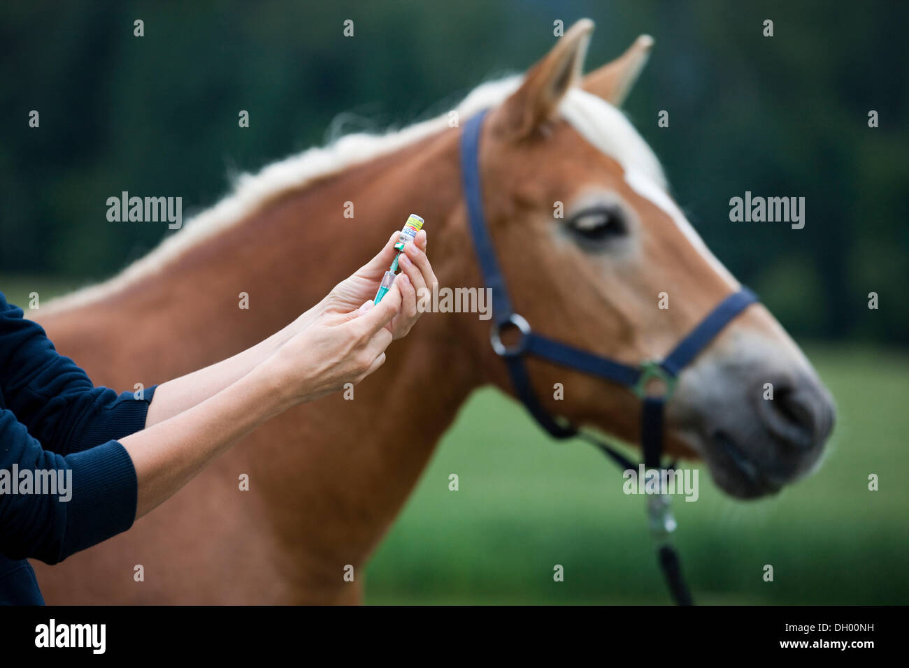 Herpes-Impfstoff für ein Haflinger-Pferd, Kastanien Stockfoto