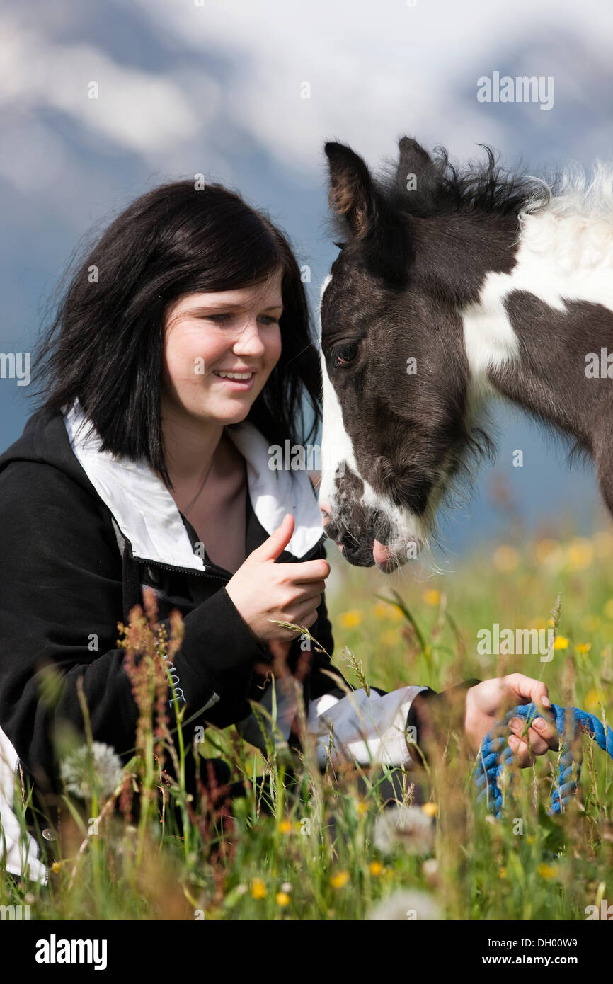 Junge Frau mit Gypsy Vanner oder Tinker Pferdefohlen auf einer Wiese, Pinto, schwarz und weiß, Nord-Tirol, Austria, Europe Stockfoto