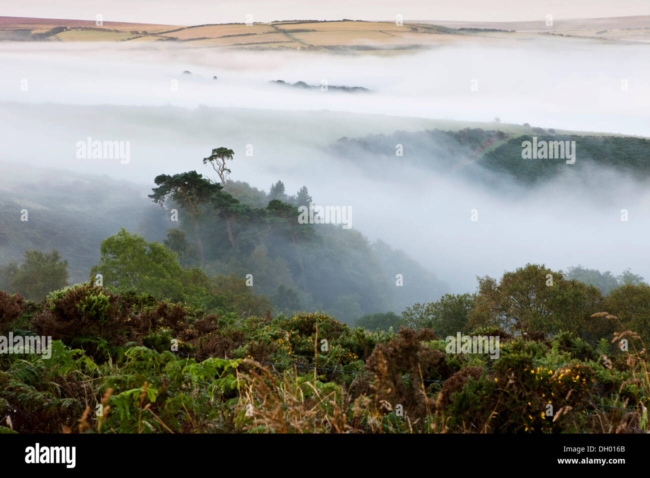 Nebel über Exmoor Nationalpark Exmoor Nationalpark, Somerset, England, Vereinigtes Königreich Stockfoto