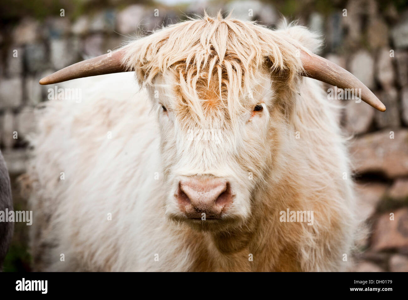 Schottische Hochlandrinder, junger Stier, gemischt-Rasse, Cornwall, England, Vereinigtes Königreich Stockfoto