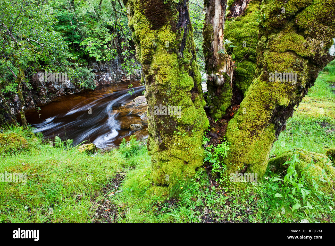 Moos bewachsenen Baum vor einem Bach, Glen Coe, Schottland, Vereinigtes Königreich Stockfoto