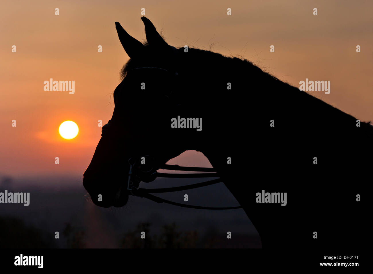 Oldenburg-Pferd, mit Kabelbaum, gezügelt, Porträt bei Sonnenuntergang, silhouette, Österreich Stockfoto