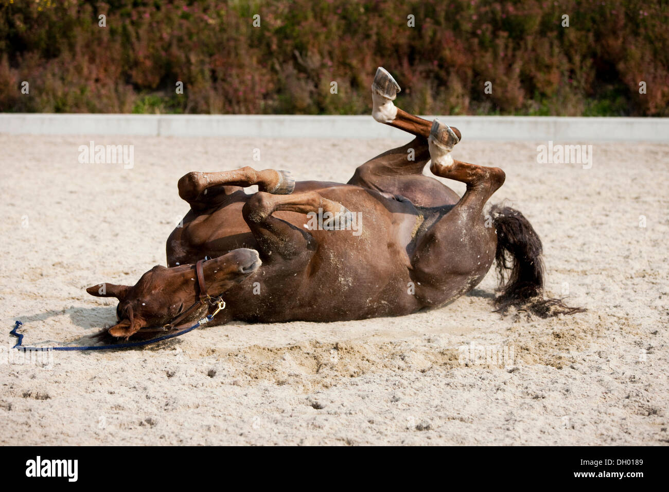 Hannoveraner, Kastanien Pferd, Rollen in Sand, Österreich Stockfoto