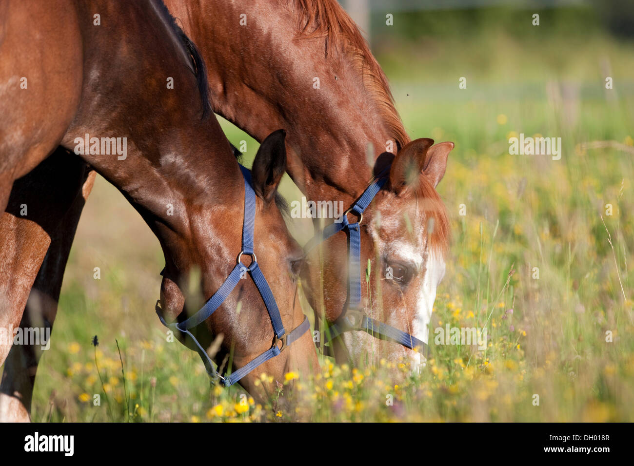 Österreichischen Warmblüter, Kastanien und Bucht Pferde weiden auf einer Blumenwiese Stockfoto
