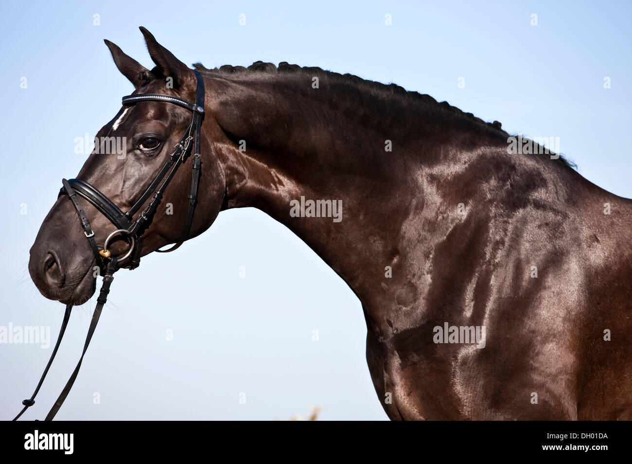 Gezügelten Hannoveraner, schwarzes Pferd, Porträt, Österreich Stockfoto