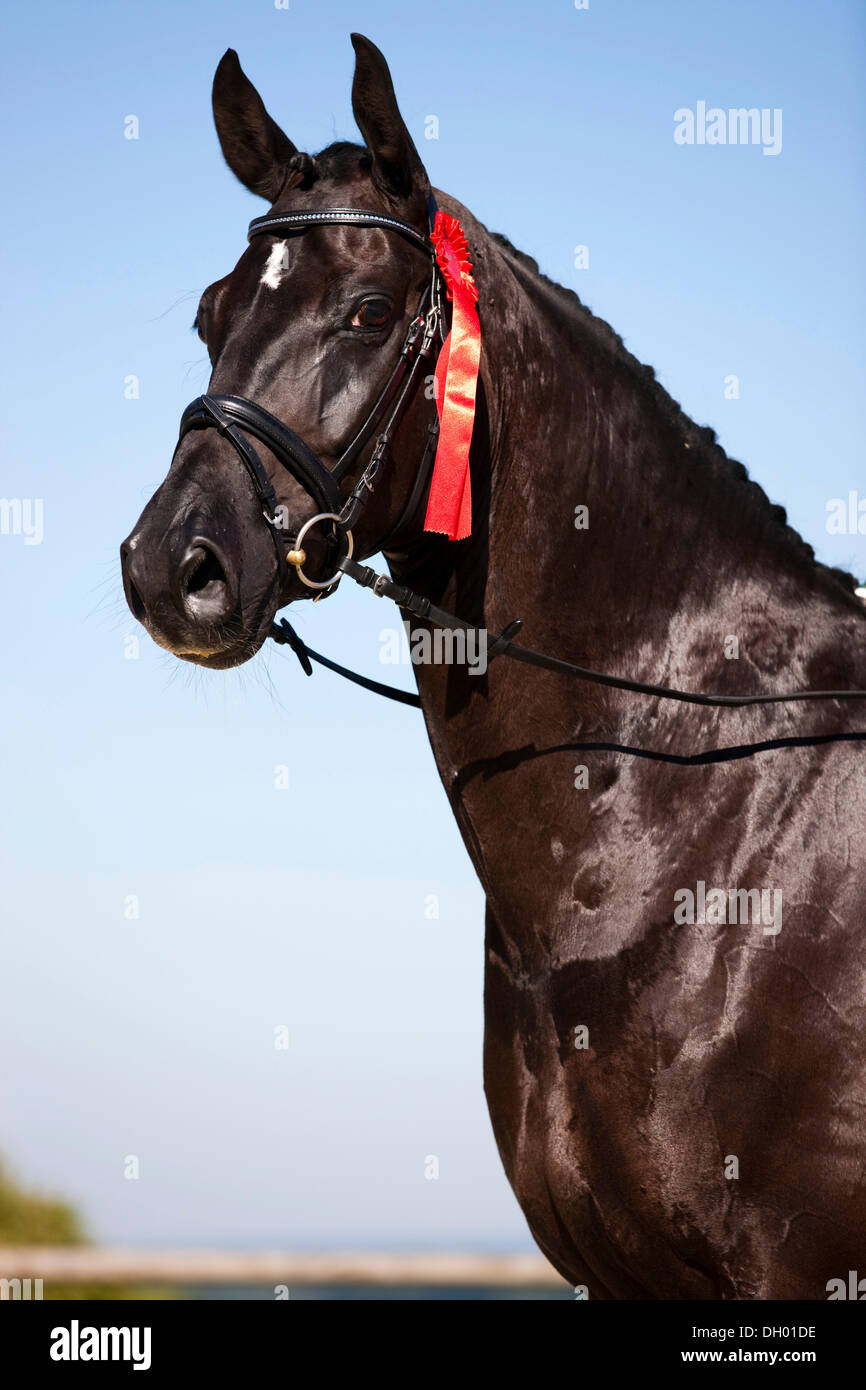 Hannoveraner mit einer Gewinner-Band, gezügelten, schwarzes Pferd, Portrait, Österreich Stockfoto