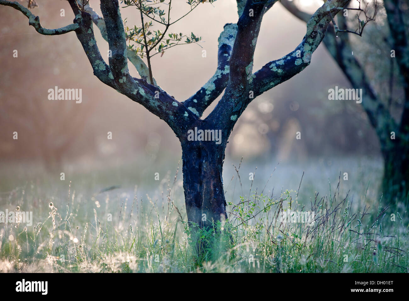 Olivenbaum (Olea Europaea), Hintergrundbeleuchtung, Alpes-de-Haute-Provence, Frankreich Stockfoto
