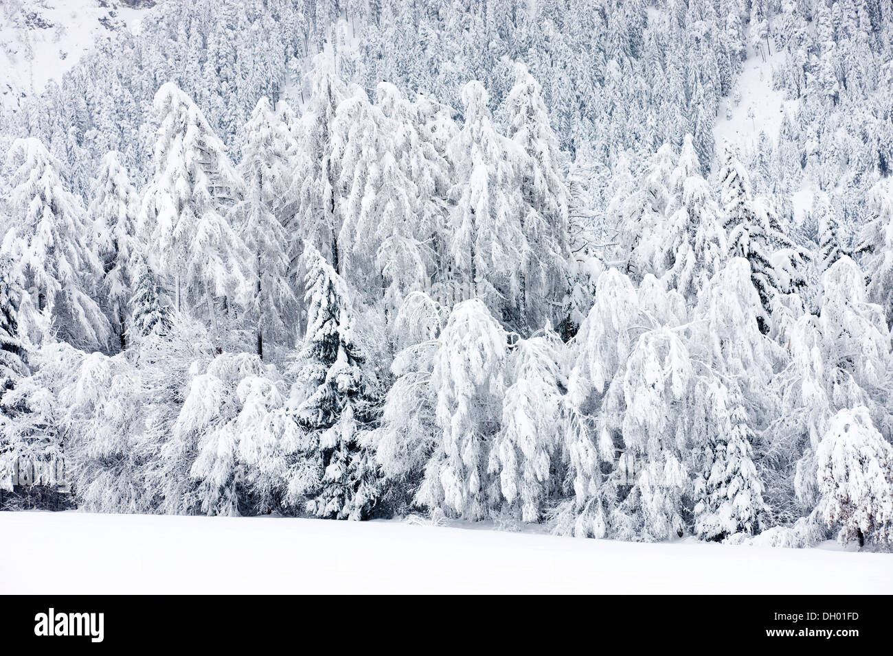 Verschneiter Wald, Gnadenwald, Nord-Tirol, Österreich Stockfoto