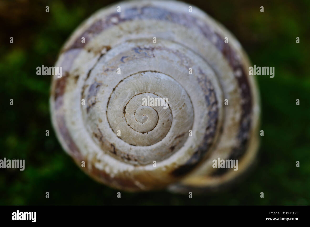 Die Schale von einem Gemeindeland Schnecke Stockfoto