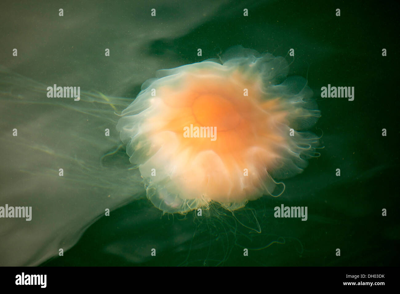 Lion es Mane Jellyfish (Cyanea Capillata) im Hafen von Sønderborg, Dänemark, Europa Stockfoto