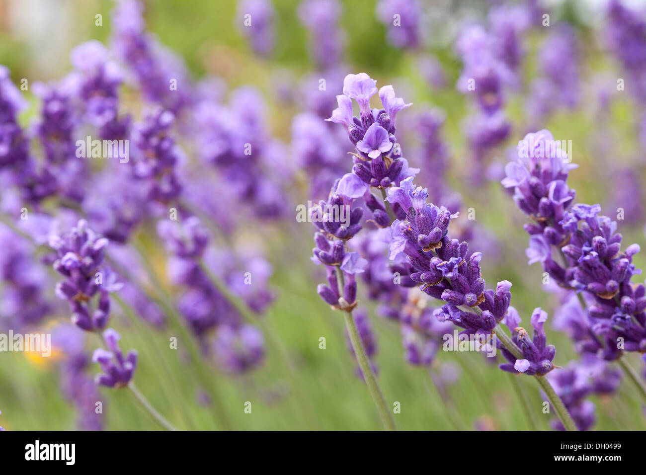 Lavendel (Lavandula Angustifolia, Syn Lavandula Officinalis, Lavandula Vera) in voller Blüte, Sachsen Stockfoto