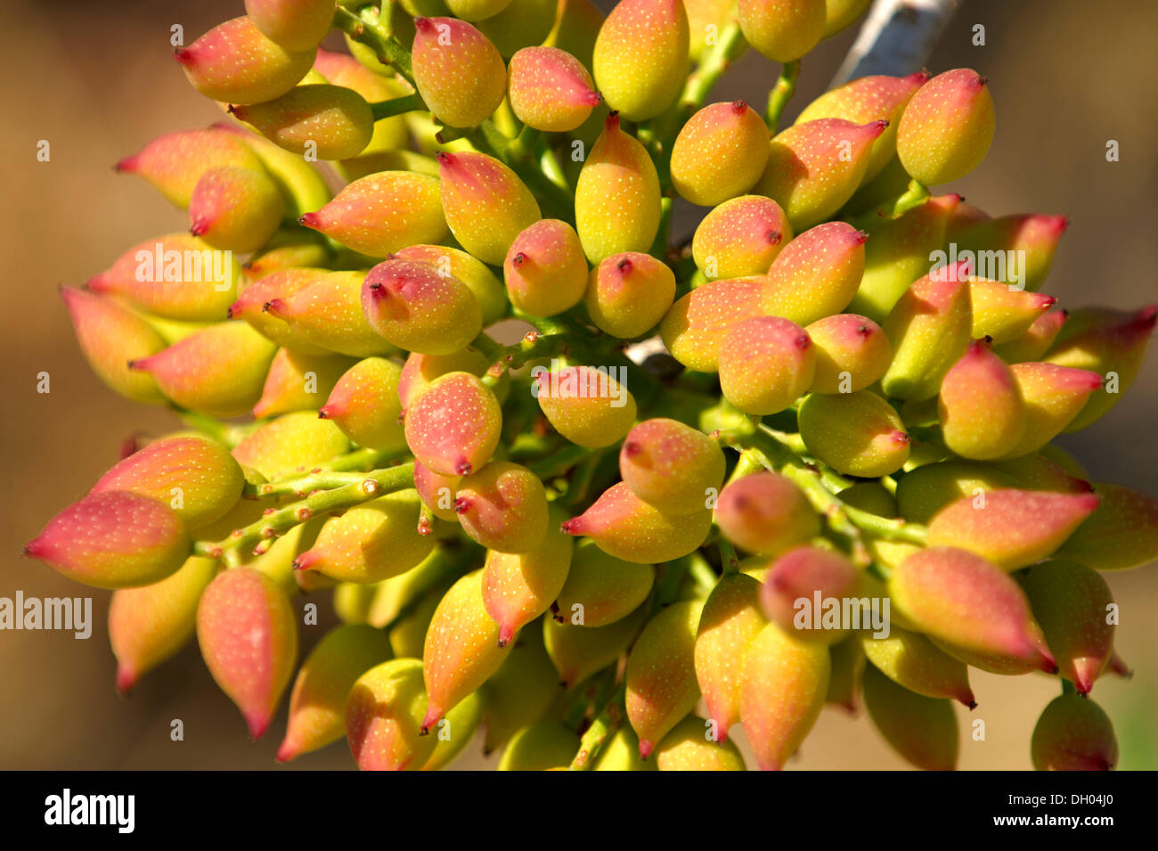 Pistazien natur -Fotos und -Bildmaterial in hoher Auflösung – Alamy