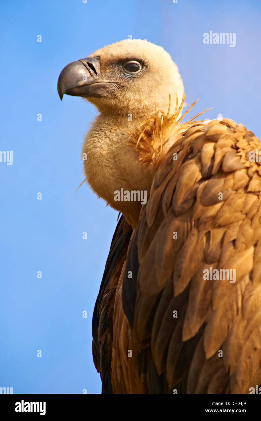 Gänsegeier (Tylose in Fulvus), native Vogel von der Insel Cres, Beli, Kroatien, Europa Stockfoto