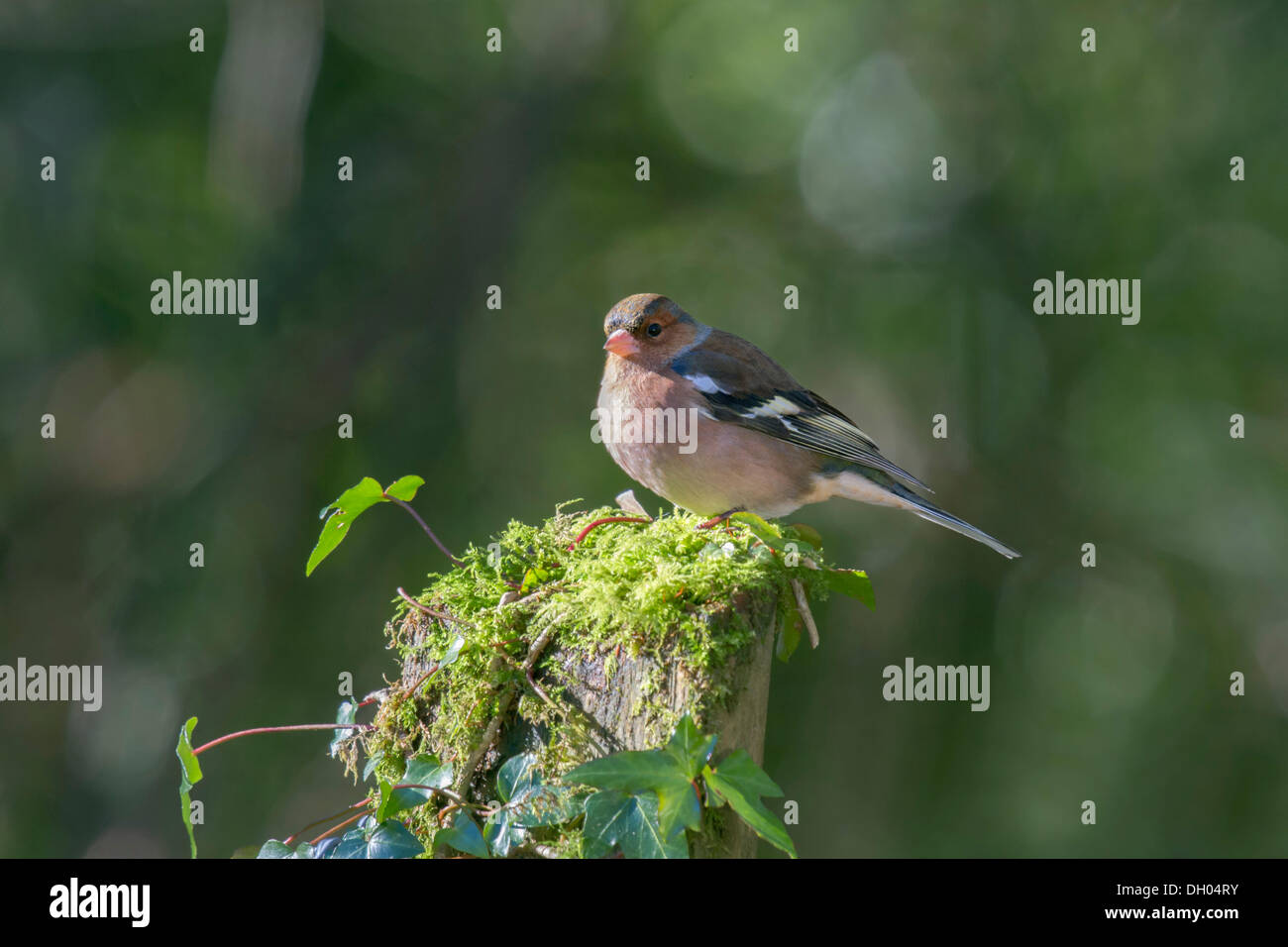Gemeinsamen Buchfinken (Fringilla Coelebs), South Wales, Wales, Vereinigtes Königreich Stockfoto