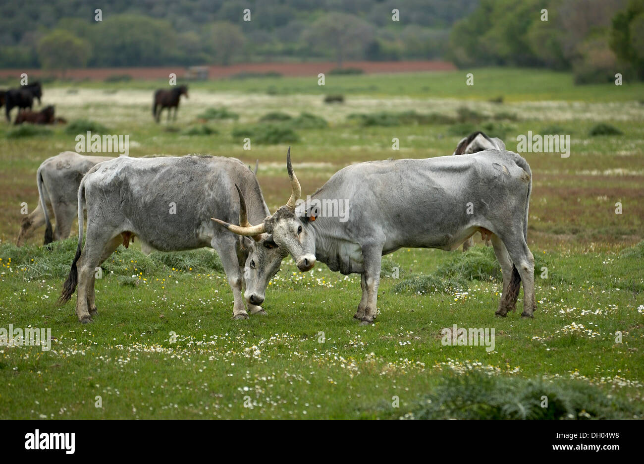 Maremma-Rinder, Kühe, Parco Regionale della Maremma, Maremma-Naturpark in der Nähe von Alberese, Provinz Grosseto, Toskana, Italien Stockfoto