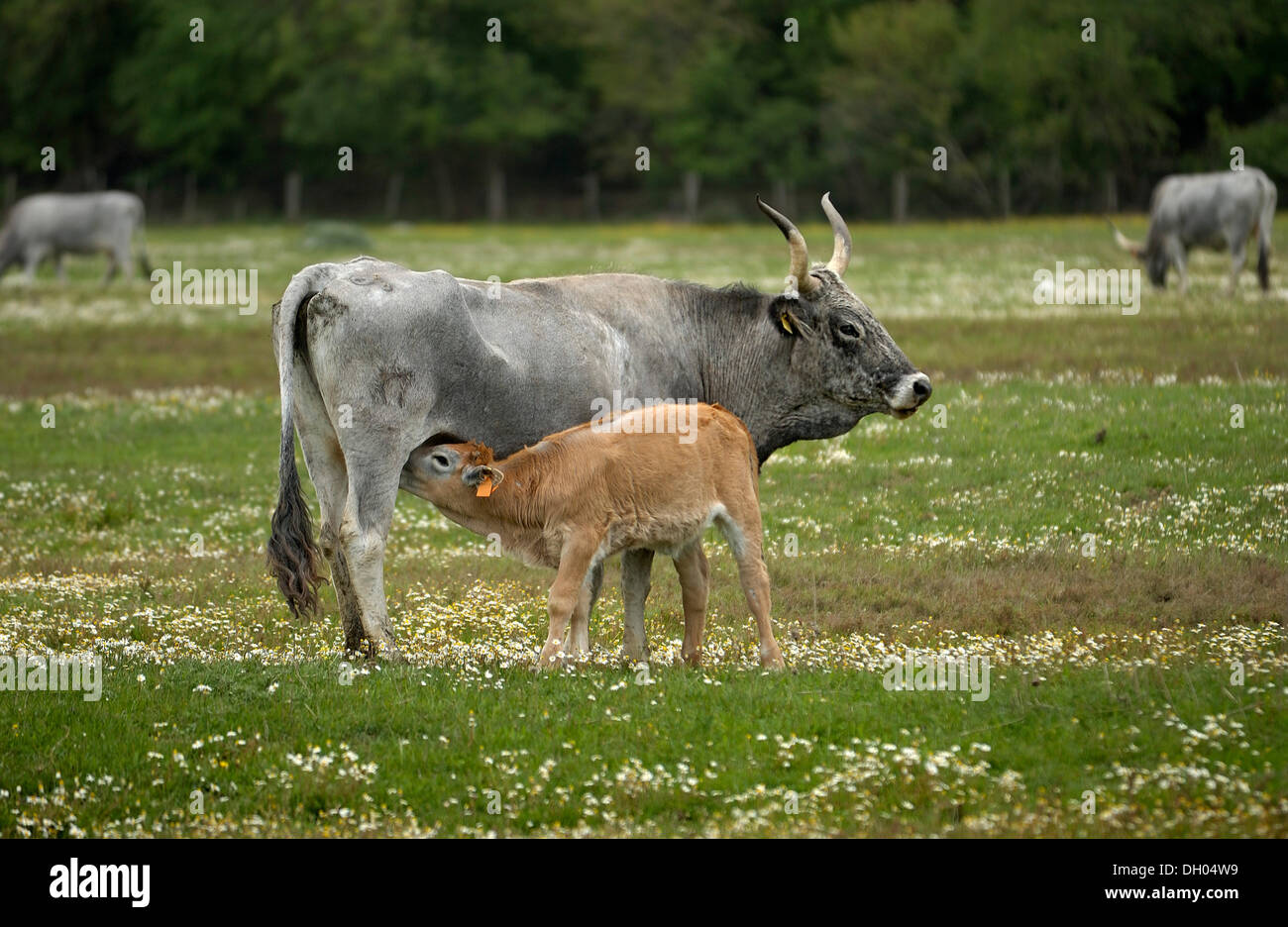 Maremma-Rinder, Kuh ihr Kalb, Parco Regionale della Maremma, Maremma-Naturpark in der Nähe von Alberese, Grosseto Provinz Spanferkel Stockfoto