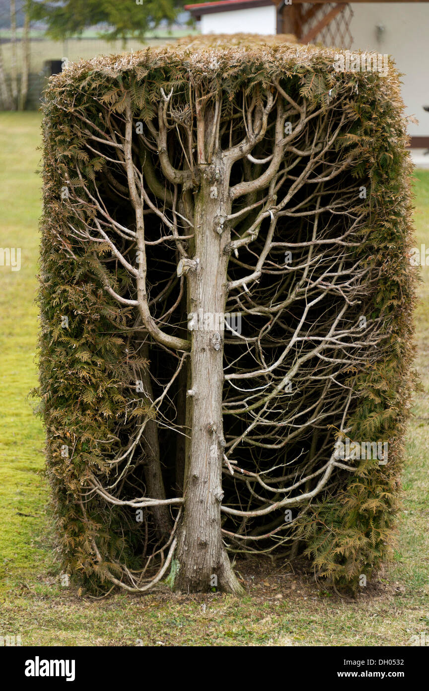 Thuja-Bäume oder Schulentlassungsfeier (Thuja) geschnitten als eine rechteckige abzusichern, Querschnitt, Fischerhaeuser, Bayern, Oberbayern Stockfoto