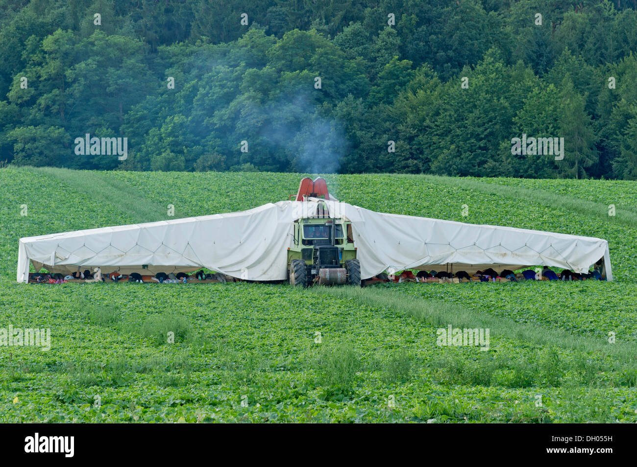 Gurken-Ernte auf einem Feld mit dem "Gurke Flyer", Frontenhausen, Bayern, Niederbayern, PublicGround Stockfoto
