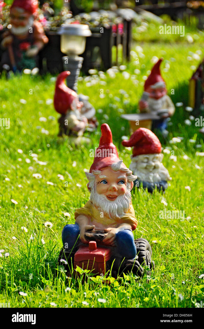 Gartenzwerge, Gartenzwerg einen Traktor zu fahren, auf einer Wiese, Bueches nahe Buedingen, Hessen, PublicGround Stockfoto