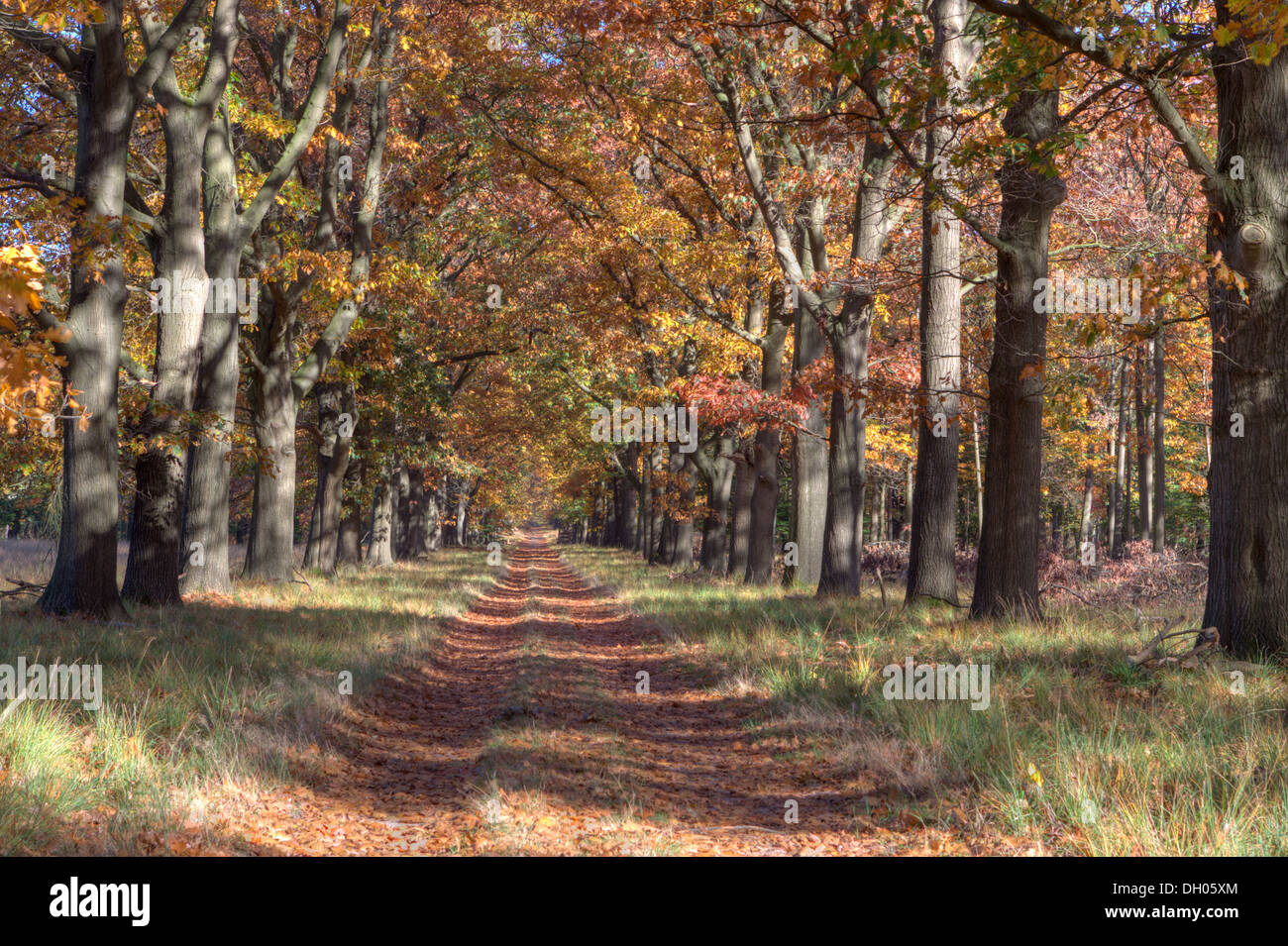 Oak Lane auf der Veluwe, Niederlande Stockfoto