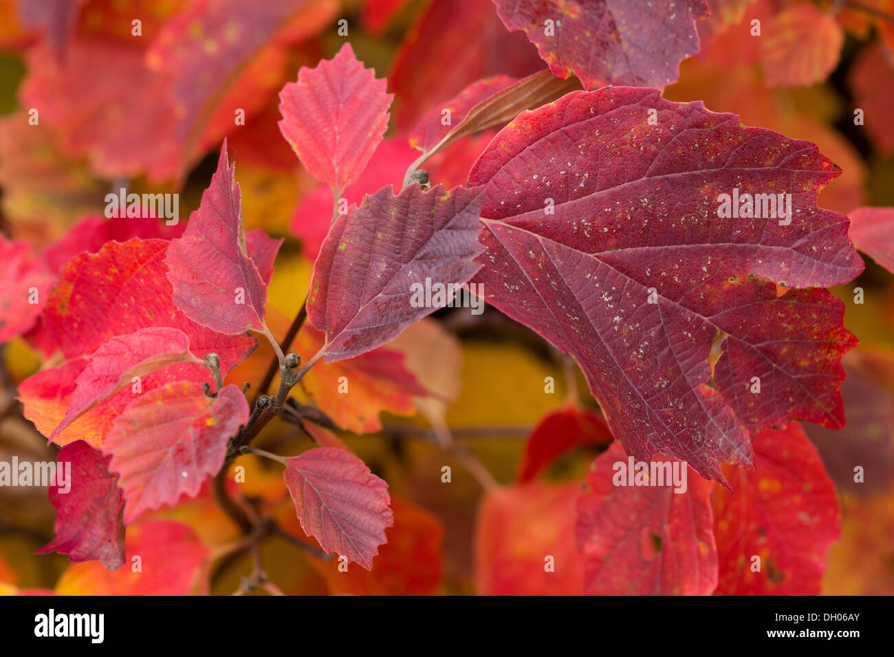 Helle rote Blätter von Hamamelis im Herbst 2013 Stockfoto