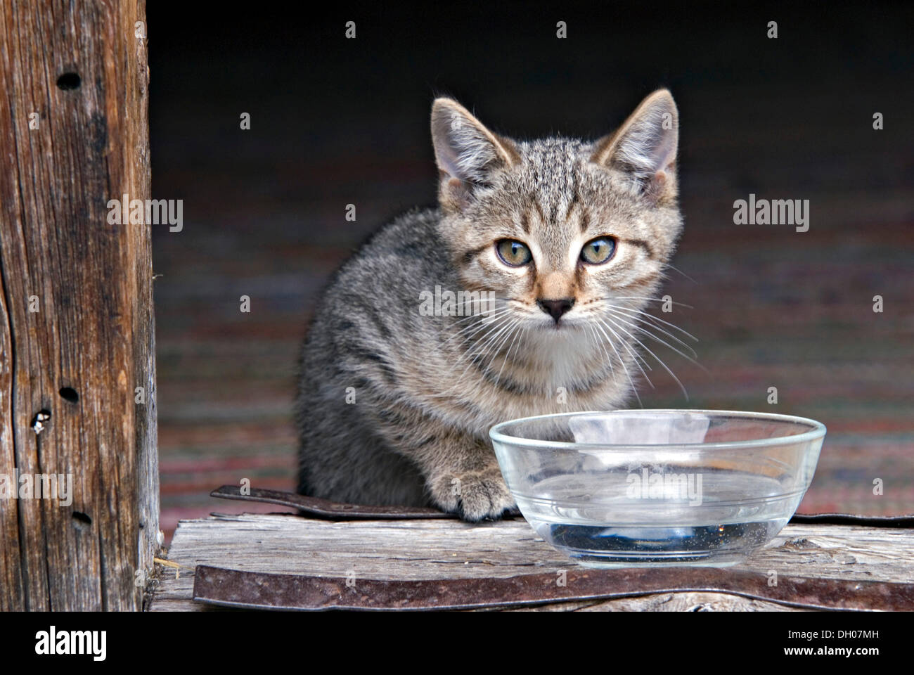 Junge Katze, Kätzchen, Eng-Alm, Karwendelgebirge, Tirol, Österreich, Europa Stockfoto
