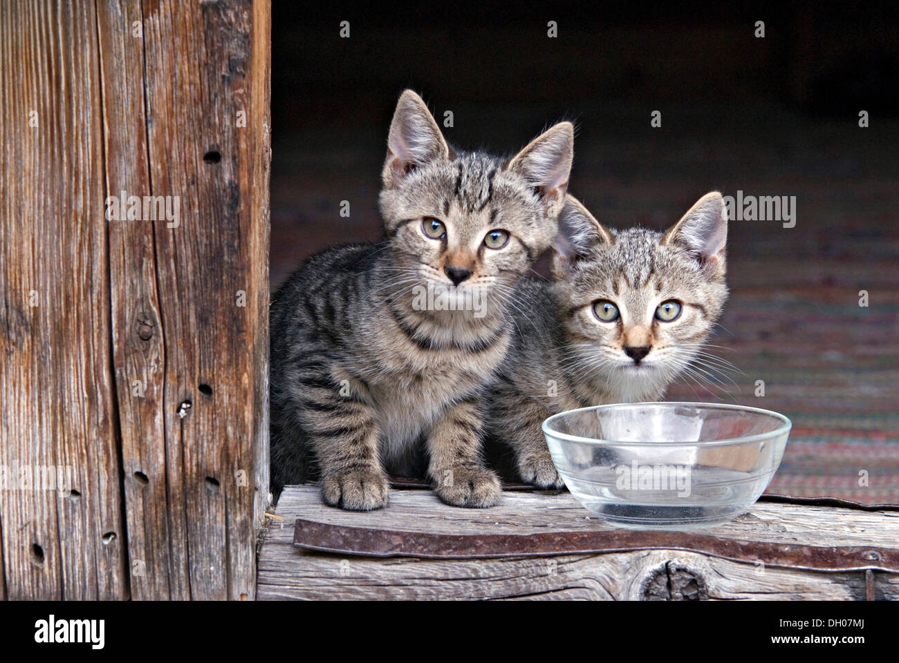 Junge inländische Katzen, Kätzchen, Eng-Alm, Karwendel-Gebirge, Tirol, Österreich, Europa Stockfoto