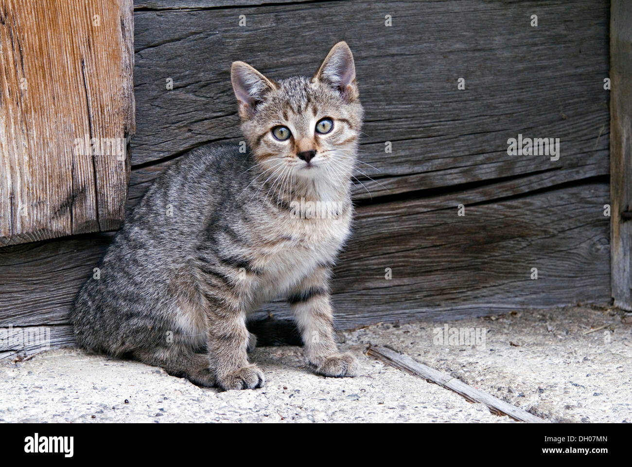 Junge Katze, Kätzchen, Eng-Alm, Karwendelgebirge, Tirol, Österreich, Europa Stockfoto