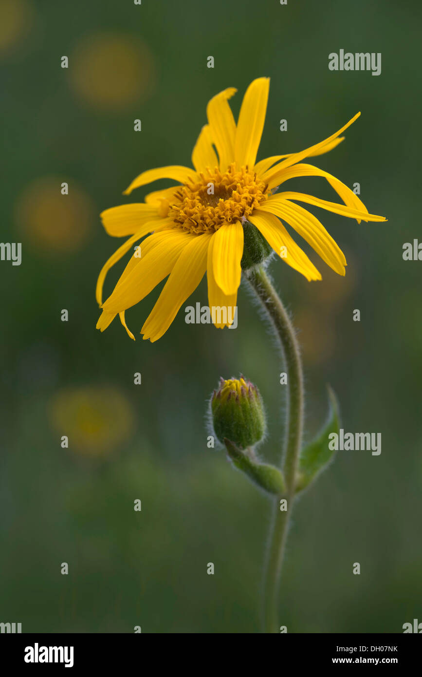 Orientgämswurz, Wolfs Bane, Berg Tabak oder Arnika (Arnica Montana), Naunz, Schwaz, Tirol, Austria, Europe Stockfoto