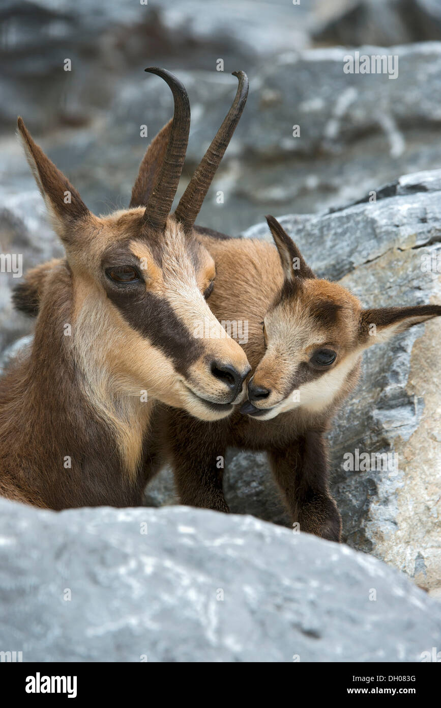 Sämischleder mit Kitz (Rupicapra Rupicapra), Alpine Zoo Innsbruck, Tirol, Österreich, Europa Stockfoto