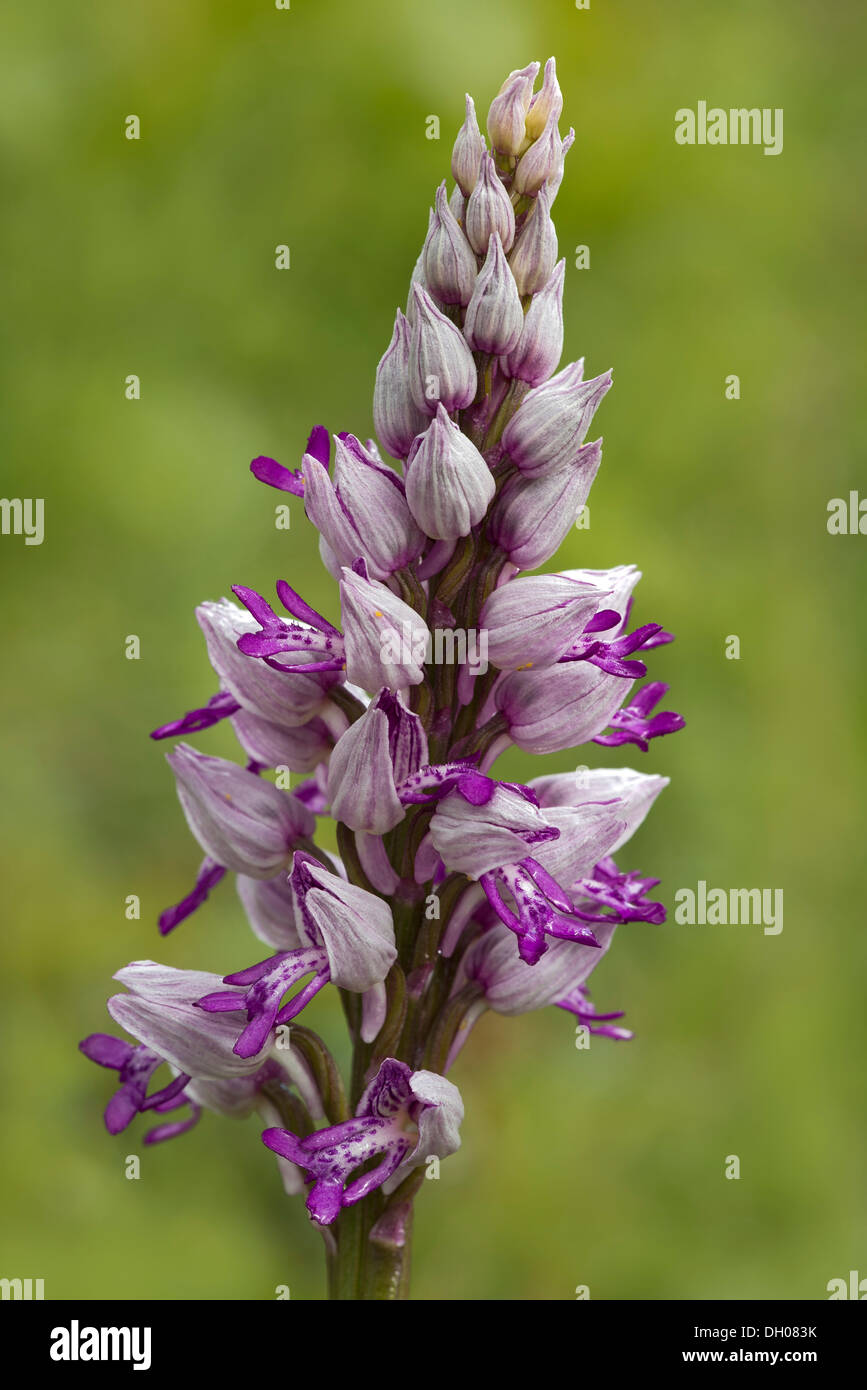 Militärische Orchidee (Orchis Militaris), Bad Ditzenbach, schwäbische Alp, Baden-Württemberg Stockfoto