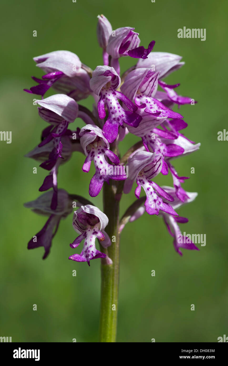 Militärische Orchidee (Orchis Militaris), Bad Ditzenbach, schwäbische Alp, Baden-Württemberg Stockfoto