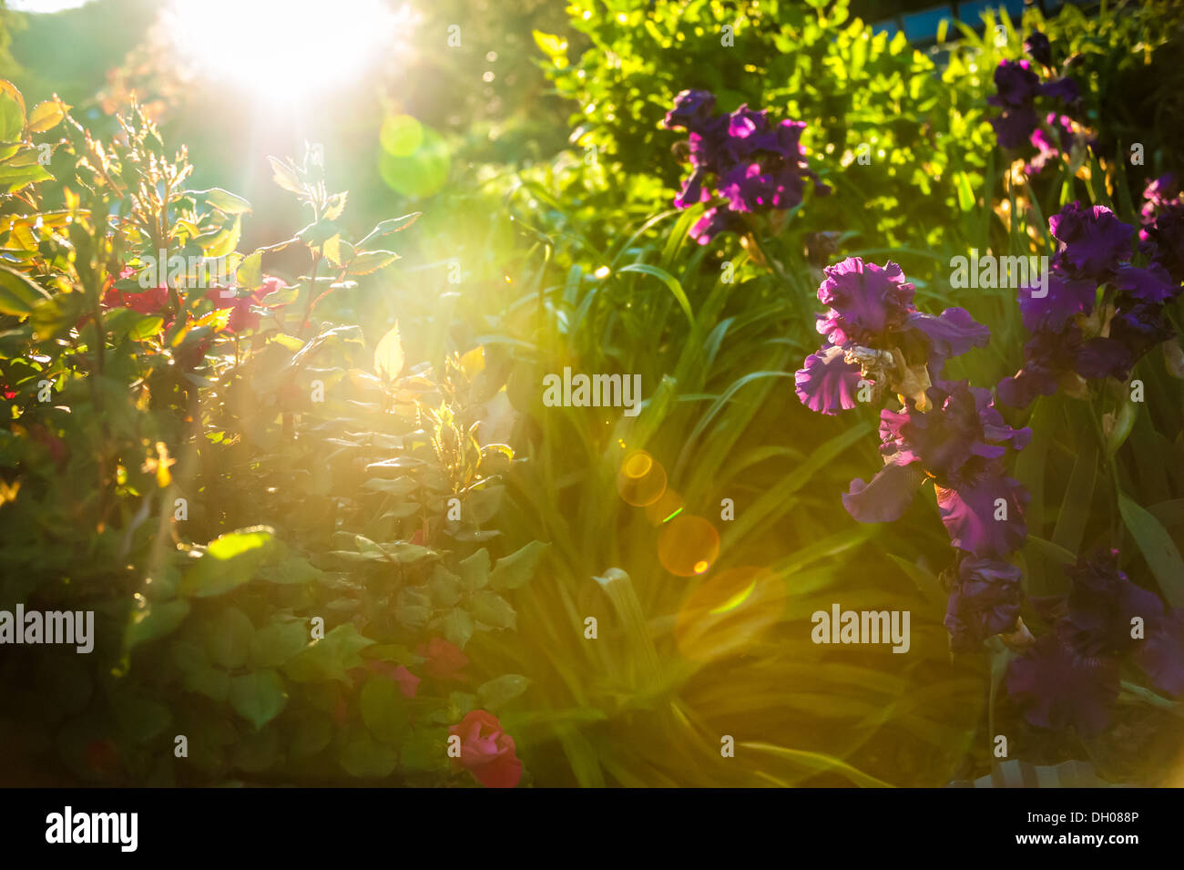 Sonnenlicht begrüßt einen blühenden Garten bei Sonnenaufgang in den Bergen über Asheville, North Carolina. (USA) Stockfoto