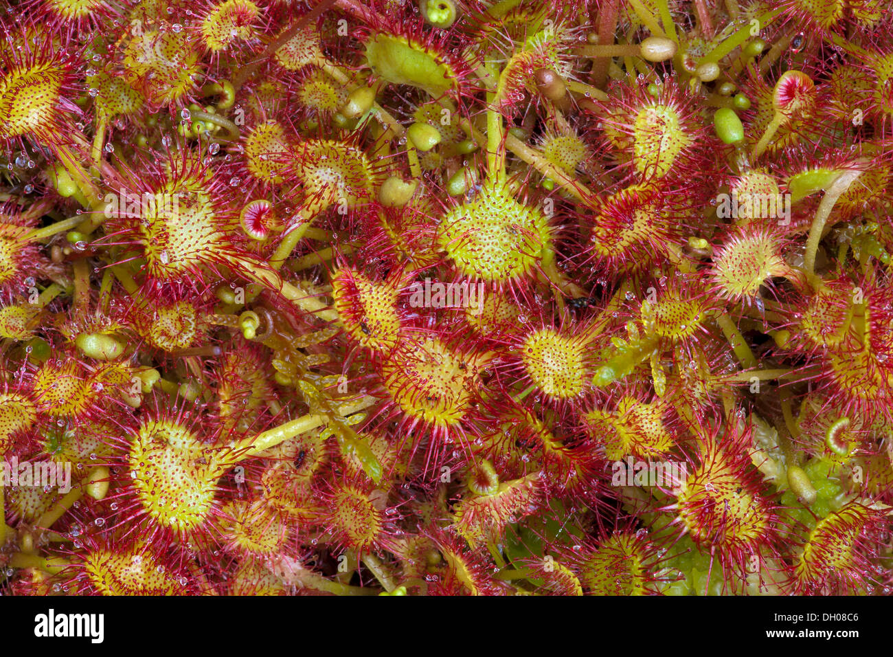 Sonnentau (Drosera Rotundifolia), Filz, Wörgl, Österreich, Europa Stockfoto