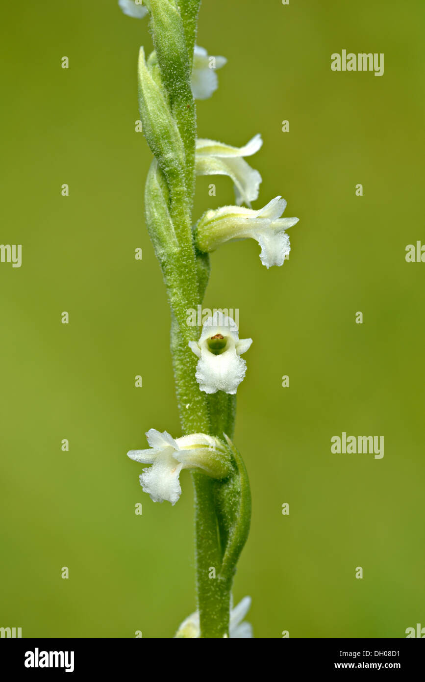 Sommer Damen-Haare (Spiranthes Aestivalis), Elmau, Tirol, Austria, Europe Stockfoto