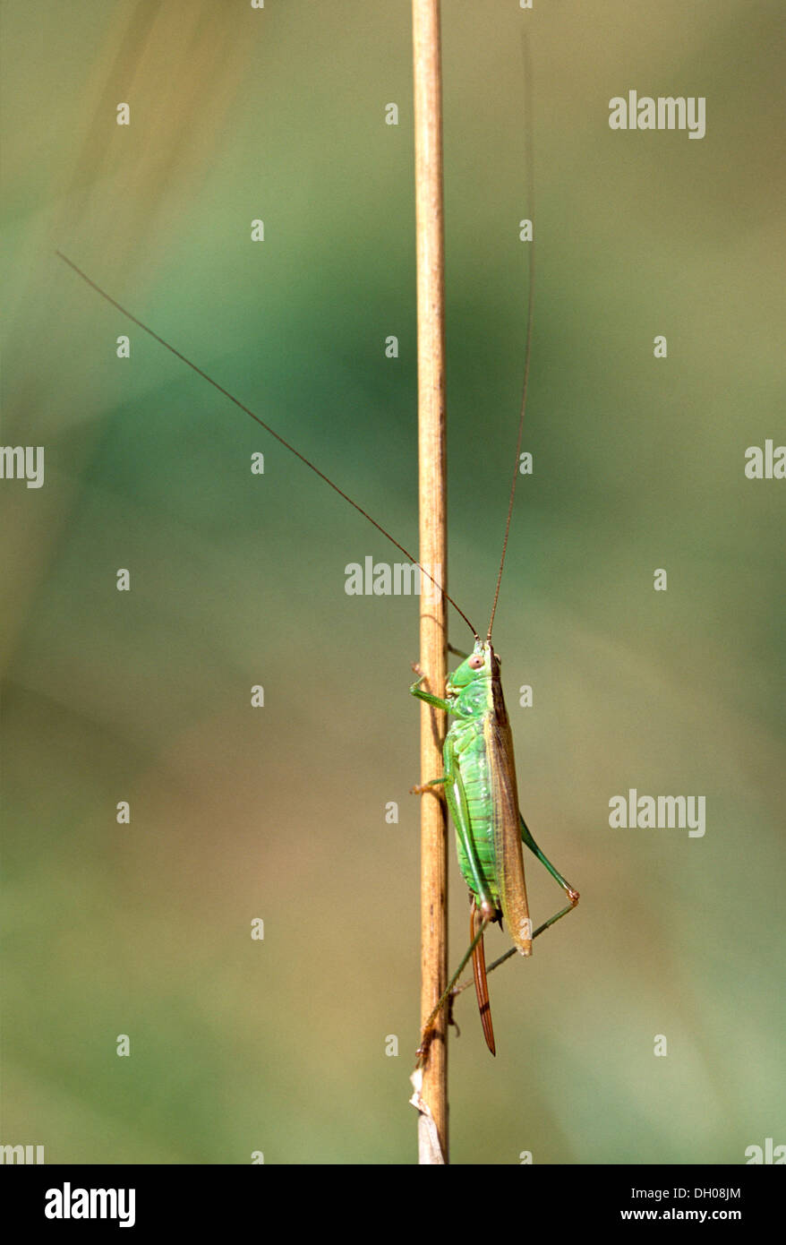 Langflügeliger Konehead - weiblich Stockfoto