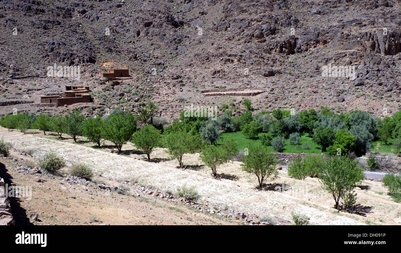 Bewässerte Felder und Mandel Grove, Amalou n'Ouchchene Tal zwischen Afoughal und Tagmoute, Jebel Sahro, Marokko Stockfoto