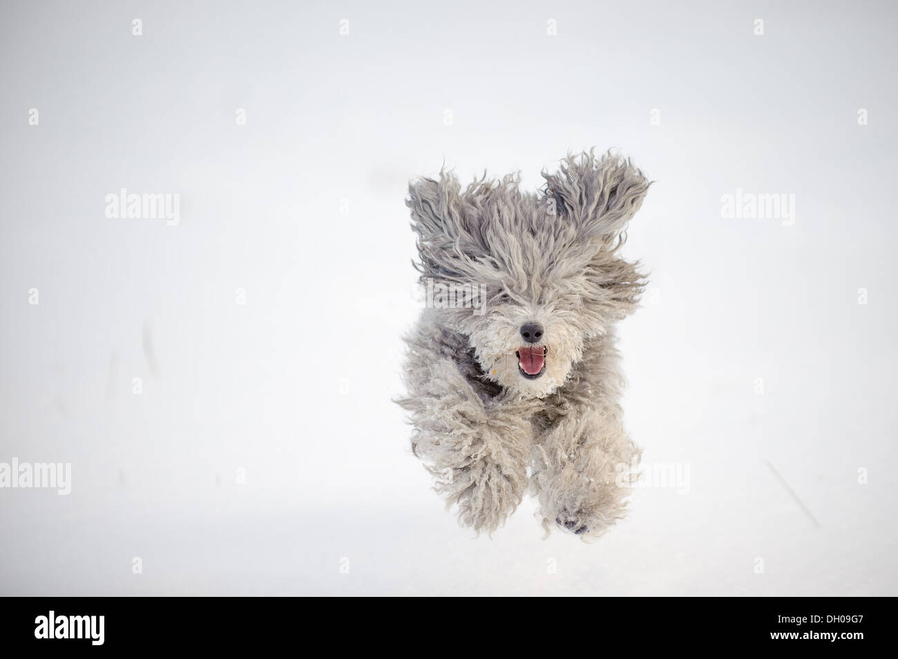 Pudelhund läuft auf dem weißen Schnee Stockfoto