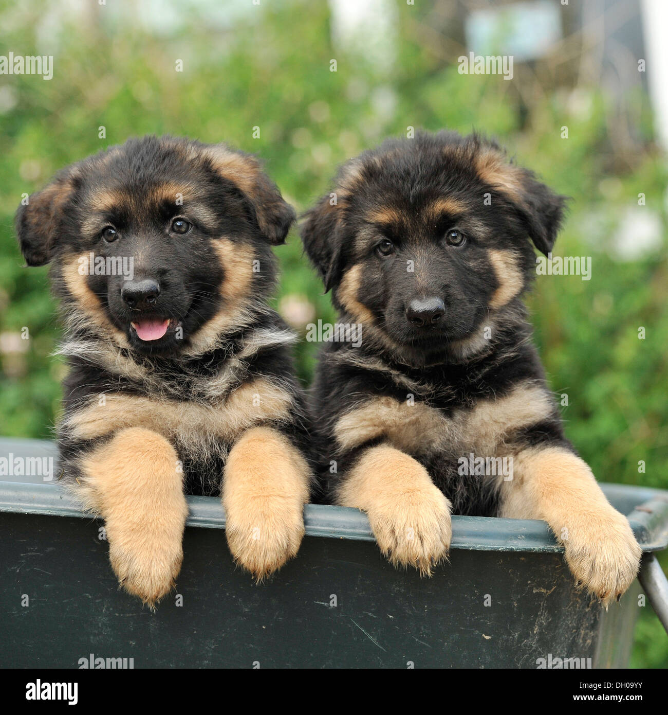 zwei Deutsche Schäferhund Hundewelpen Stockfoto
