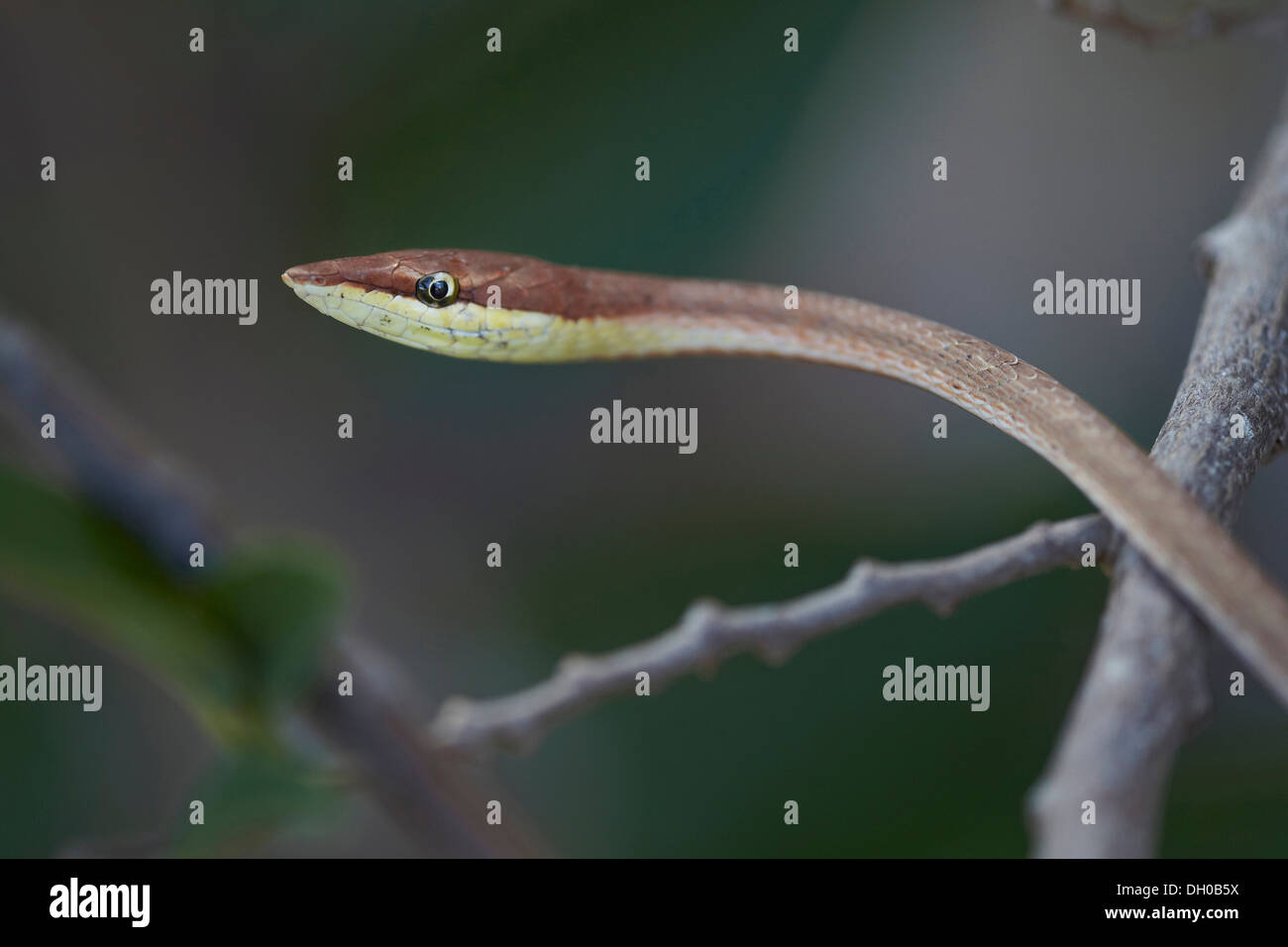 Braun Rebe Schlange, Oxybelis aeneus oder mexikanische Rebe, Guyana, Südamerika Stockfoto